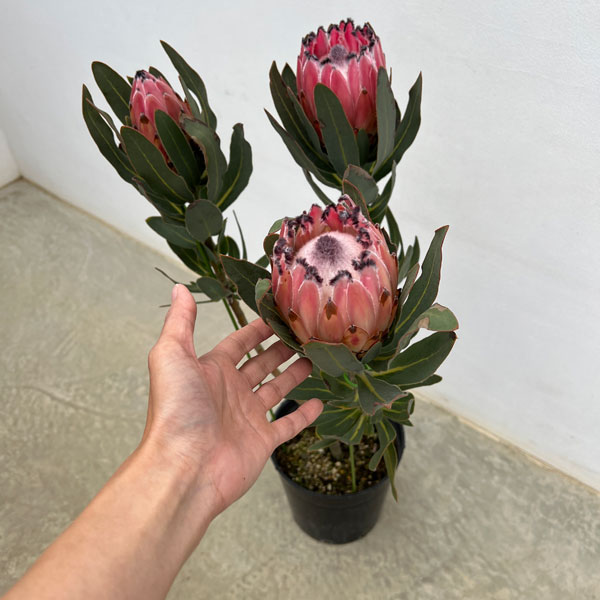 プロテア:オーストラリスピンク 7号鉢植え25-04