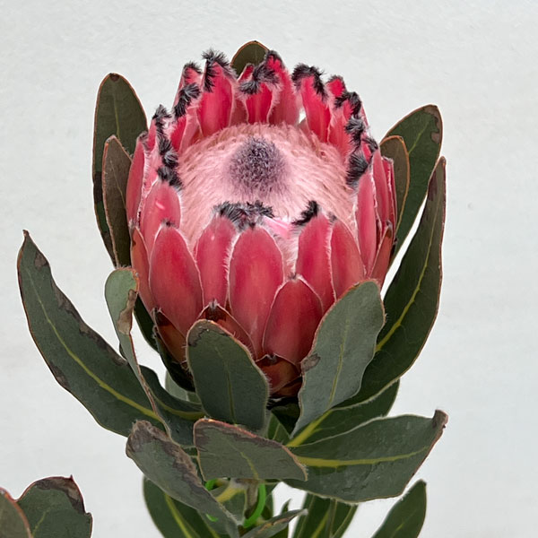 プロテア:オーストラリスピンク 7号鉢植え25-04