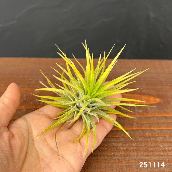 ティランジア:イオナンタ アルビノ