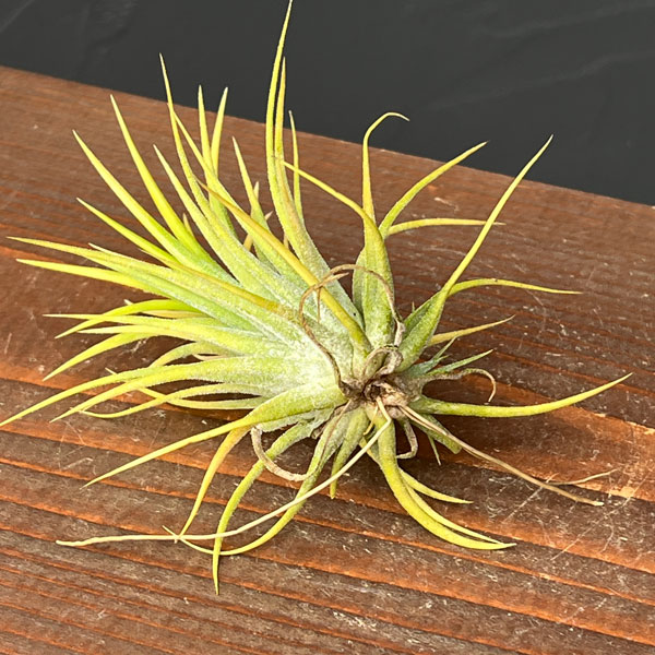 ティランジア:イオナンタ アルビノ