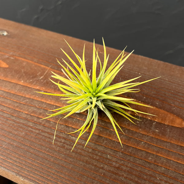 ティランジア:イオナンタ アルビノ