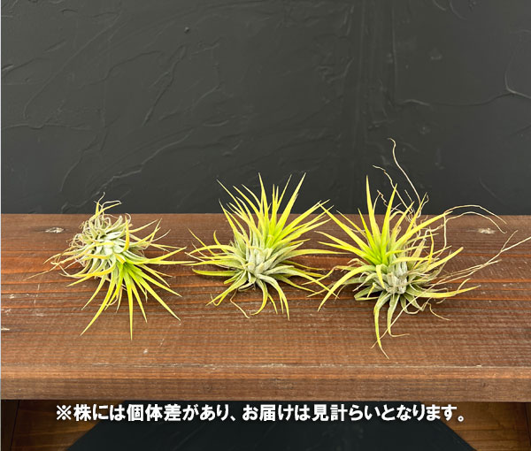 ティランジア:イオナンタ アルビノ