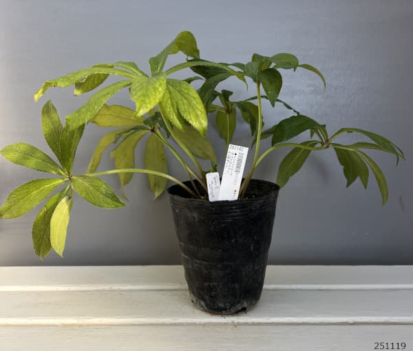 野田園芸さんのクリスマスローズ：ダブルピコティ4.5号ポット【現品販売】