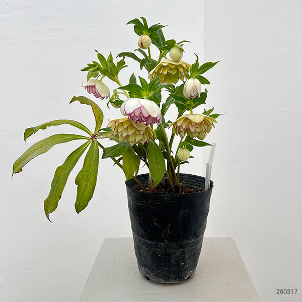 野田園芸さんのクリスマスローズ：ダブルピコティ4.5号ポット【現品販売】