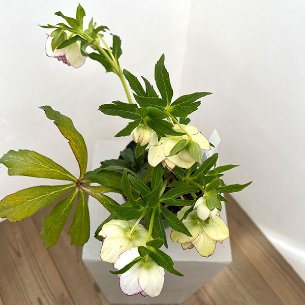 野田園芸さんのクリスマスローズ：ダブルピコティ4.5号ポット【現品販売】