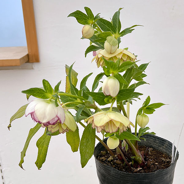 野田園芸さんのクリスマスローズ：ダブルピコティ4.5号ポット【現品販売】