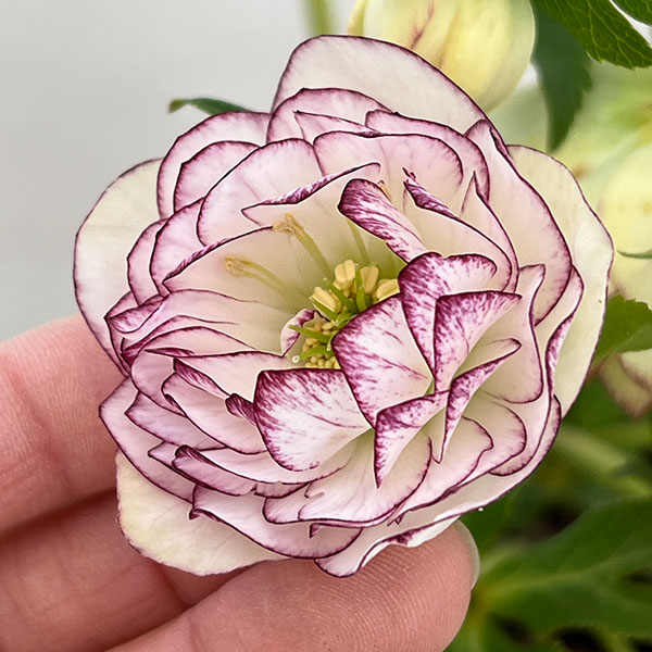 野田園芸さんのクリスマスローズ：ダブルピコティ4.5号ポット【現品販売】