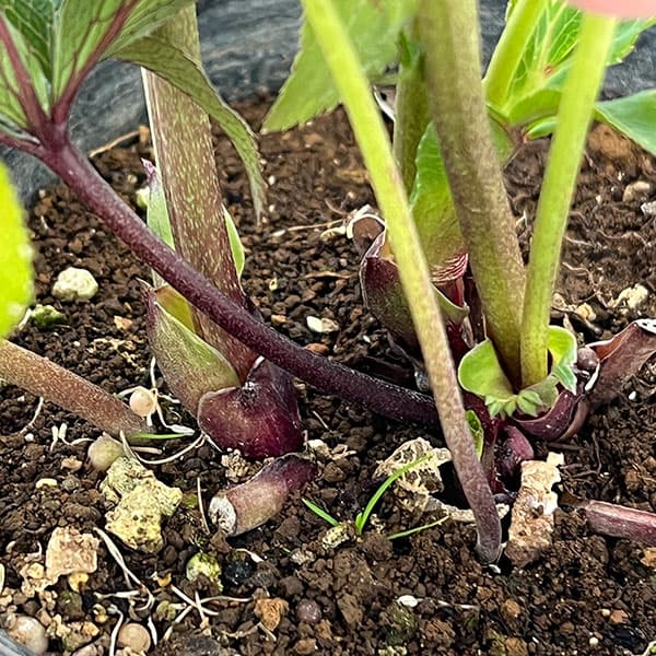 野田園芸さんのクリスマスローズ：ダブルピコティ4.5号ポット【現品販売】