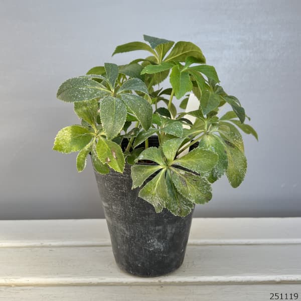 野田園芸さんのクリスマスローズ：ダブル多弁4.5号ポット【現品販売】