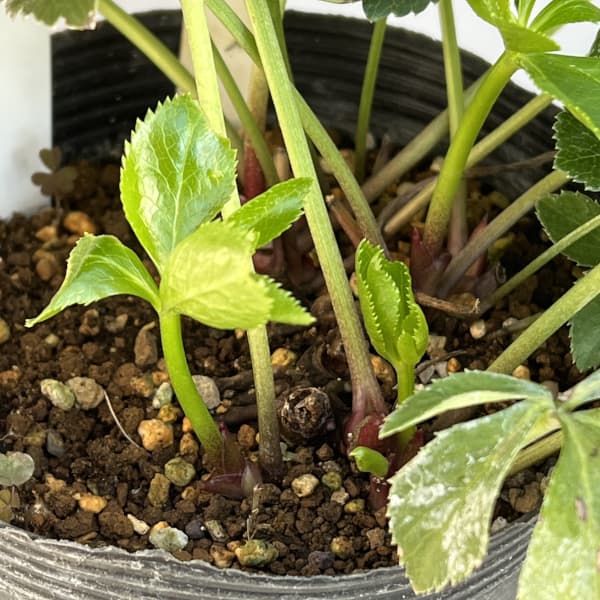 野田園芸さんのクリスマスローズ：ダブル多弁4.5号ポット【現品販売】