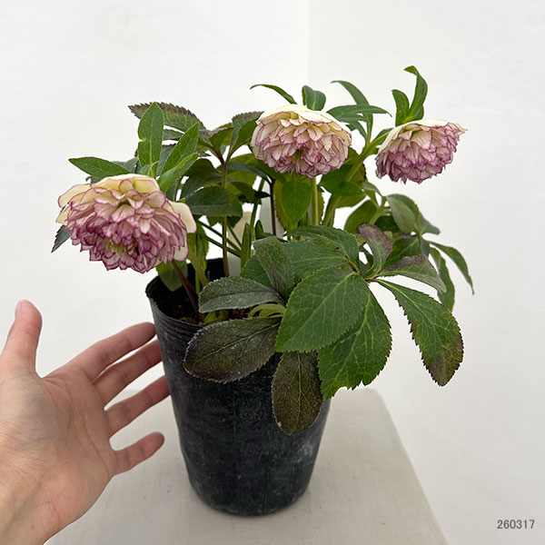 野田園芸さんのクリスマスローズ：ダブル多弁4.5号ポット【現品販売】