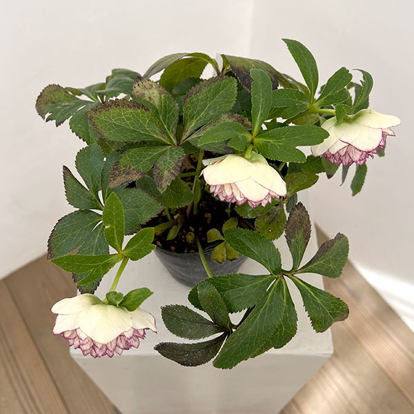 野田園芸さんのクリスマスローズ：ダブル多弁4.5号ポット【現品販売】