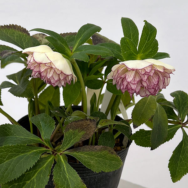 野田園芸さんのクリスマスローズ：ダブル多弁4.5号ポット【現品販売】