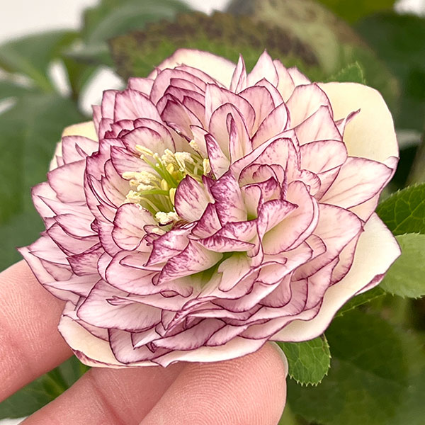 野田園芸さんのクリスマスローズ：ダブル多弁4.5号ポット【現品販売】