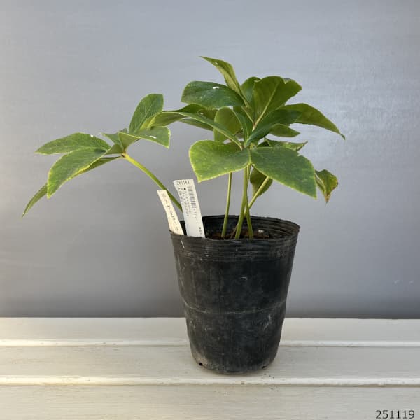 野田園芸さんのクリスマスローズ：ダブルアプリコット4.5号ポット【現品販売】（咲き進み株）