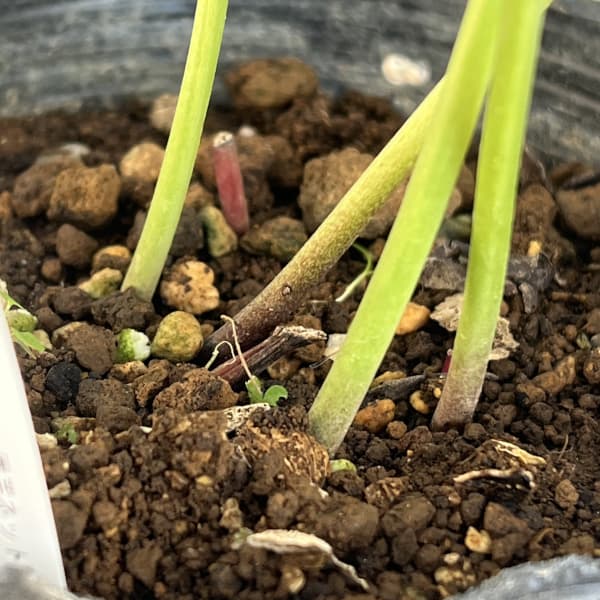 野田園芸さんのクリスマスローズ：ダブルアプリコット4.5号ポット【現品販売】（咲き進み株）