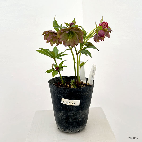 野田園芸さんのクリスマスローズ：ダブルアプリコット4.5号ポット【現品販売】（咲き進み株）