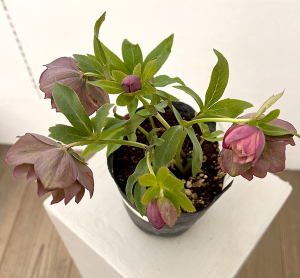 野田園芸さんのクリスマスローズ：ダブルアプリコット4.5号ポット【現品販売】（咲き進み株）