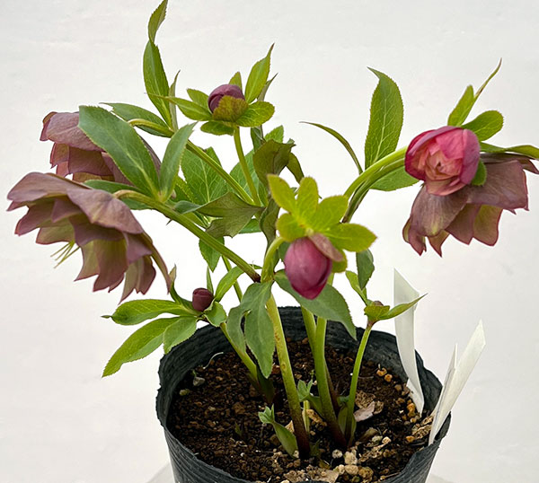 野田園芸さんのクリスマスローズ：ダブルアプリコット4.5号ポット【現品販売】（咲き進み株）