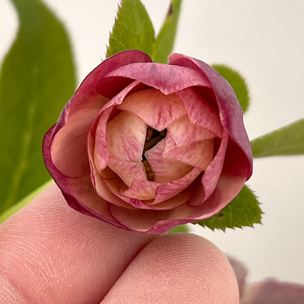 野田園芸さんのクリスマスローズ：ダブルアプリコット4.5号ポット【現品販売】（咲き進み株）