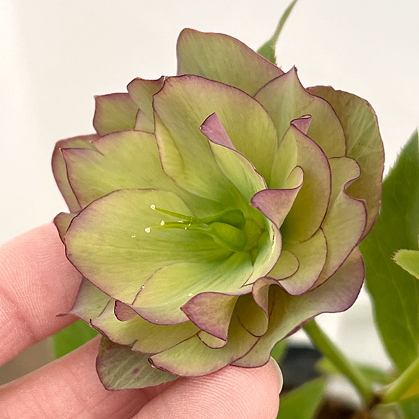 野田園芸さんのクリスマスローズ：ダブルアプリコット4.5号ポット【現品販売】（咲き進み株）