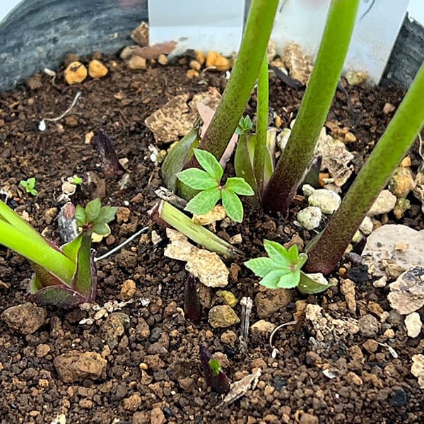 野田園芸さんのクリスマスローズ：ダブルアプリコット4.5号ポット【現品販売】（咲き進み株）