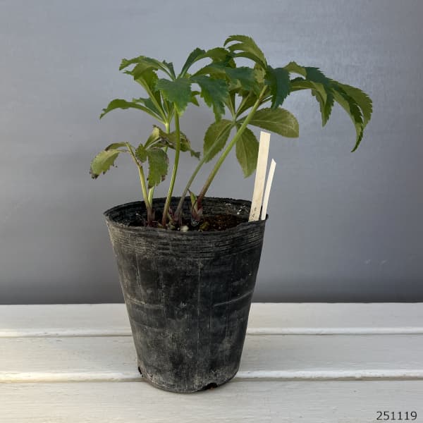 クリスマスローズ：ダブル多弁ホワイト4.5号ポット（株のみ）