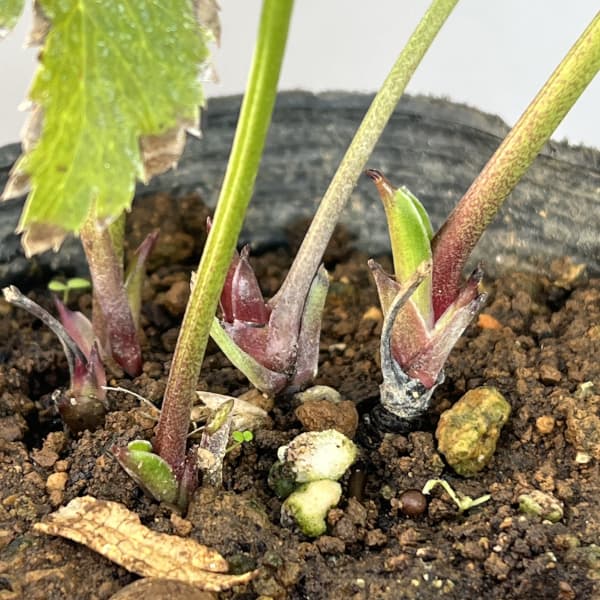 クリスマスローズ：ダブル多弁ホワイト4.5号ポット（株のみ）