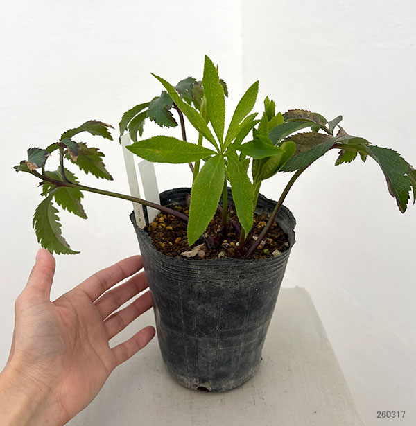 クリスマスローズ：ダブル多弁ホワイト4.5号ポット（株のみ）