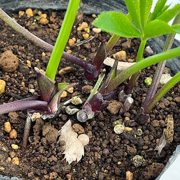 クリスマスローズ：ダブル多弁ホワイト4.5号ポット（株のみ）