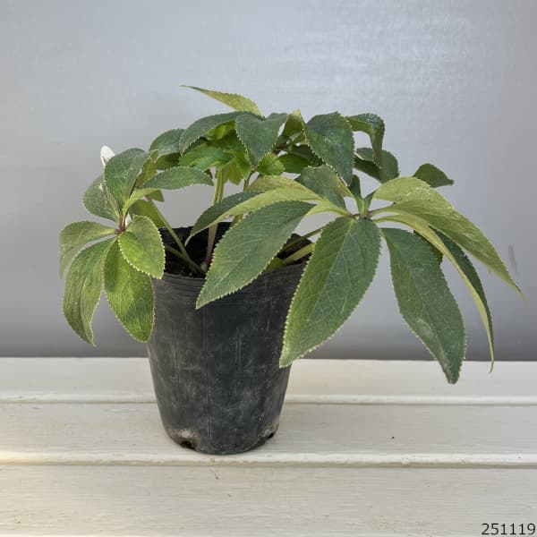 野田園芸さんのクリスマスローズ：シングルレッド4.5号ポット【現品販売】