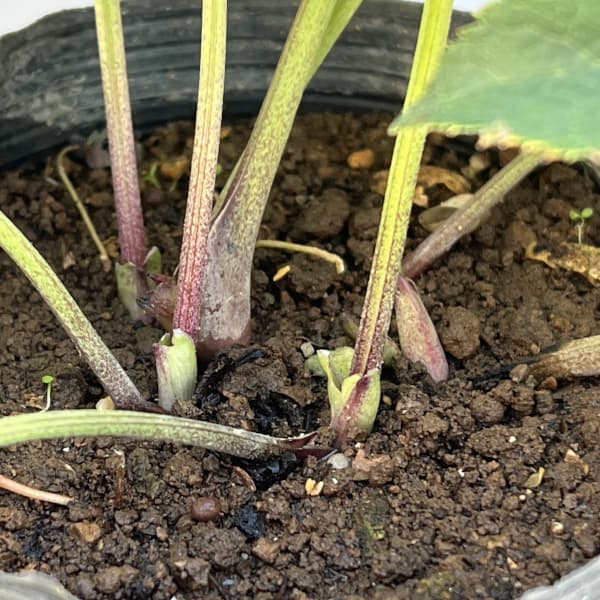 野田園芸さんのクリスマスローズ：シングルレッド4.5号ポット【現品販売】