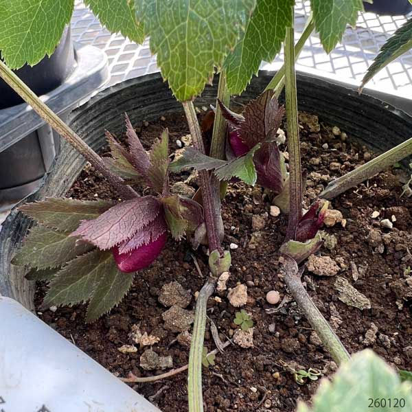 野田園芸さんのクリスマスローズ：シングルレッド4.5号ポット【現品販売】