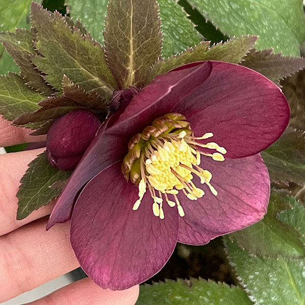 野田園芸さんのクリスマスローズ：シングルレッド4.5号ポット【現品販売】