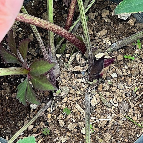 野田園芸さんのクリスマスローズ：シングルレッド4.5号ポット【現品販売】