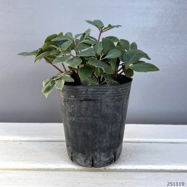 クリスマスローズ：ニゲル　ピンク4号ポット（株のみ）