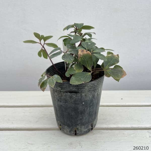 クリスマスローズ：ニゲル　ピンク4号ポット（株のみ）