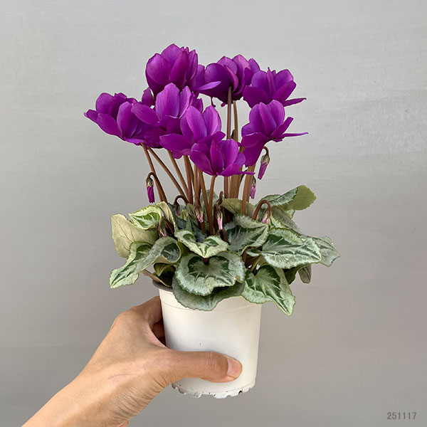 シクラメン:SAMURAI(サムライ) パープル3号ポット(北海道産充実株)