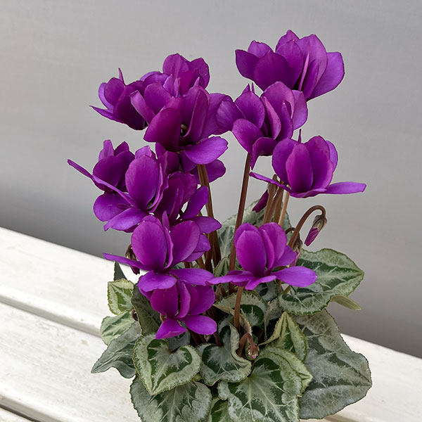 シクラメン:SAMURAI(サムライ) パープル3号ポット(北海道産充実株)