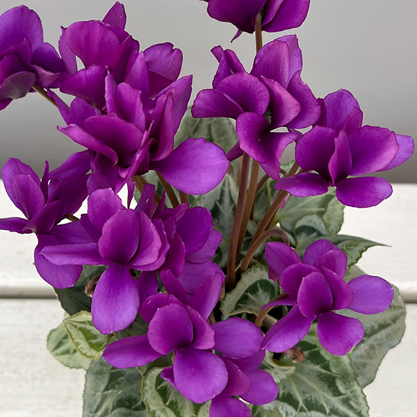 シクラメン:SAMURAI(サムライ) パープル3号ポット(北海道産充実株)