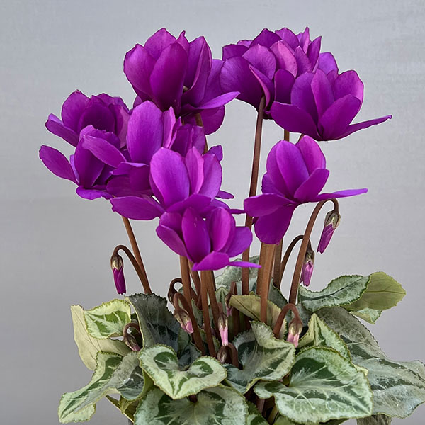 シクラメン:SAMURAI(サムライ) パープル3号ポット(北海道産充実株)