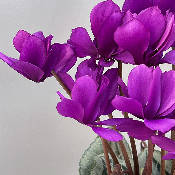 シクラメン:SAMURAI(サムライ) パープル3号ポット(北海道産充実株)