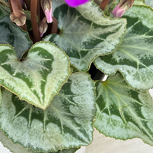 シクラメン:SAMURAI(サムライ) パープル3号ポット(北海道産充実株)