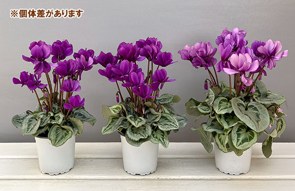 シクラメン:SAMURAI(サムライ) パープル3号ポット(北海道産充実株)