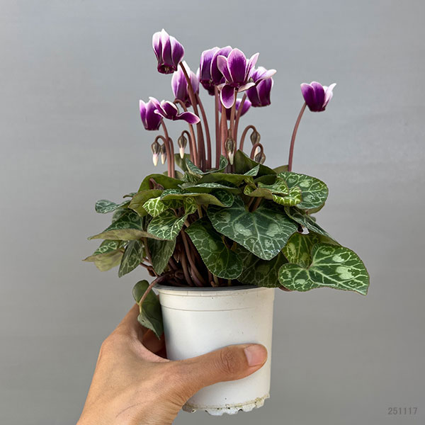 シクラメン:SAMURAI(サムライ) パープルバイカラー3号ポット(北海道産充実株)