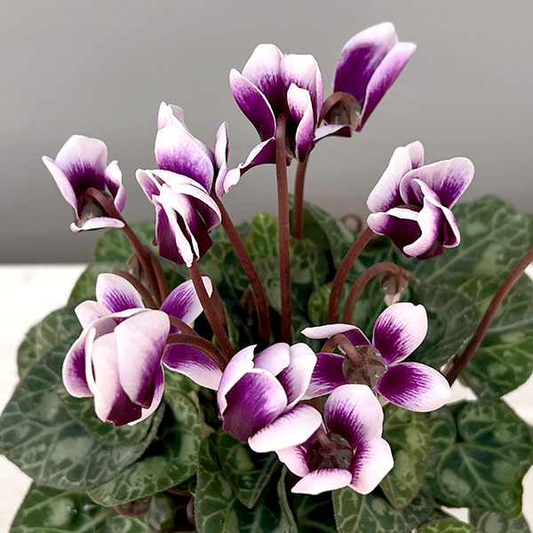 シクラメン:SAMURAI(サムライ) パープルバイカラー3号ポット(北海道産充実株)