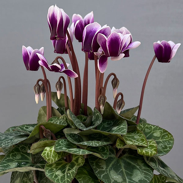 シクラメン:SAMURAI(サムライ) パープルバイカラー3号ポット(北海道産充実株)