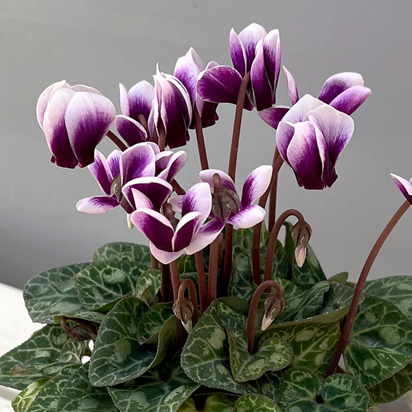 シクラメン:SAMURAI(サムライ) パープルバイカラー3号ポット(北海道産充実株)