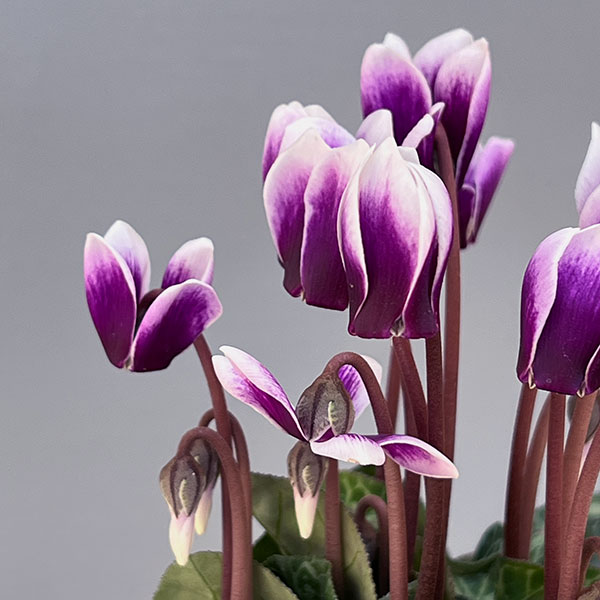 シクラメン:SAMURAI(サムライ) パープルバイカラー3号ポット(北海道産充実株)