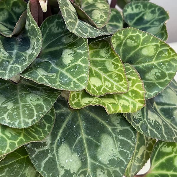 シクラメン:SAMURAI(サムライ) パープルバイカラー3号ポット(北海道産充実株)